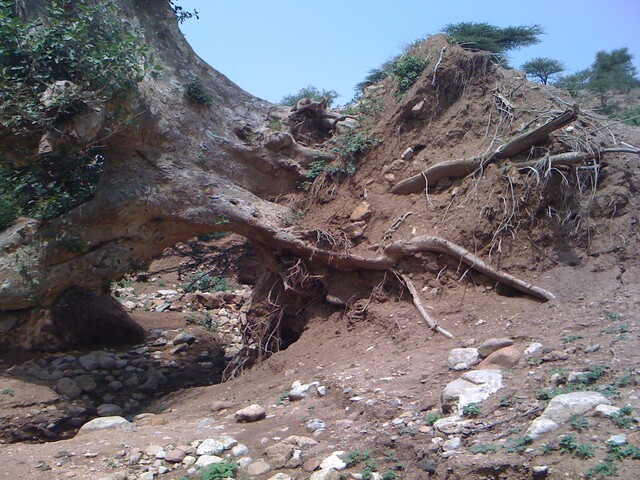 Upturned tree caused by flooding in Ethiopia