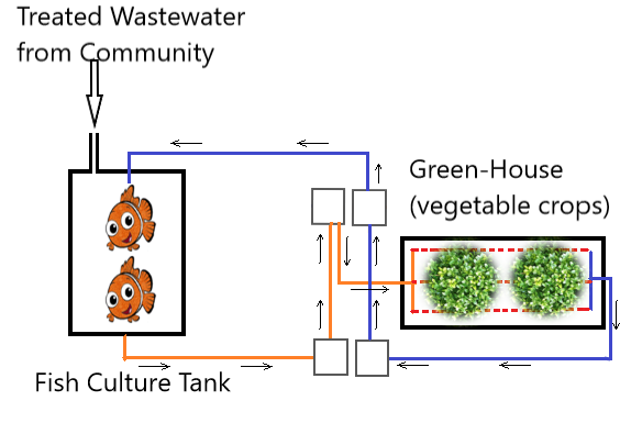 Outline of Aquaponic system for production of vegetables from treated wastewater