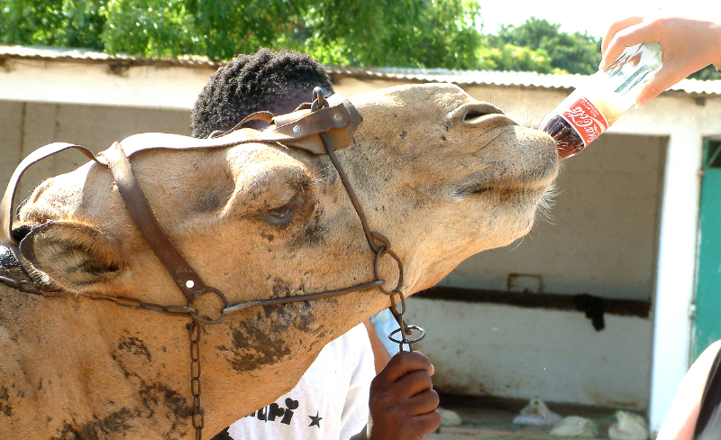 Young camel drinking Coke, The Gambia
